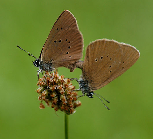 Dunkler Wiesenknopf-Ameisenbläuling - Foto Jean Marc Laugner - CC BY-SA 3.0